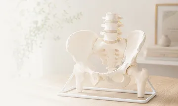 骨盤模型の写真